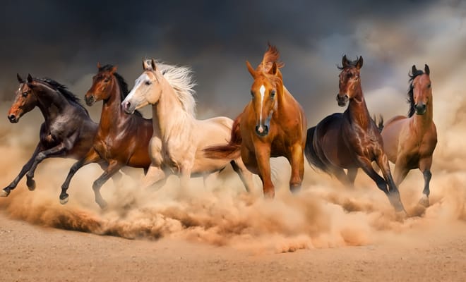 Mil caballos desbocados