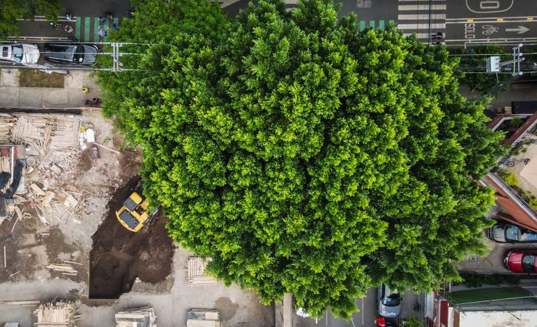 Vecinos de BJ acusan de ecocidio a inmobiliaria ‘Núcleo Urbano’