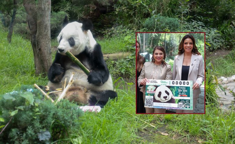 Rinden homenaje Xin Xin, la longeva panda de ‘100 años’