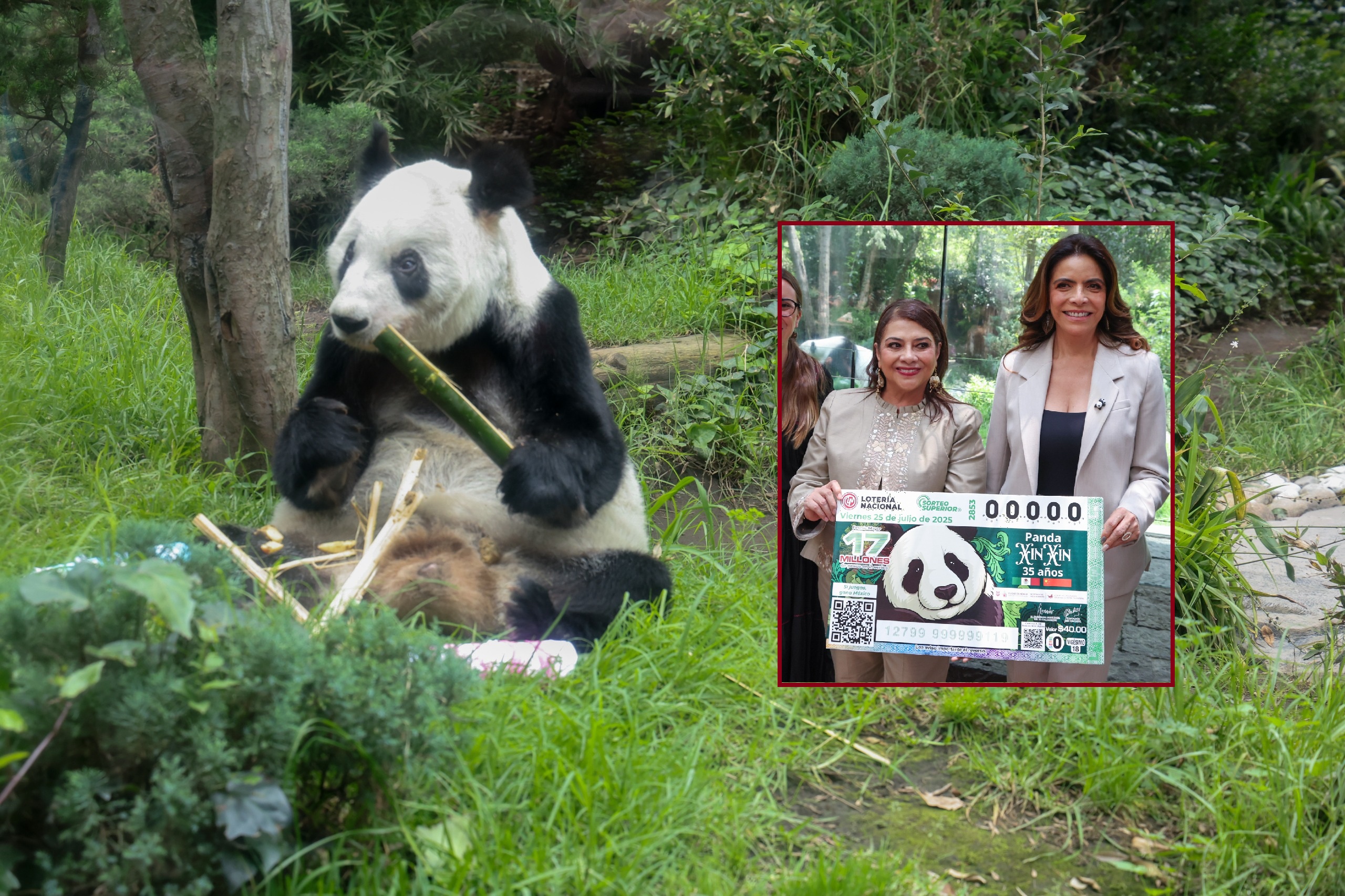 Rinden homenaje Xin Xin, la longeva panda de ‘100 años’